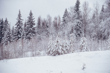 Winter landscape. Pine trees covered with snow.