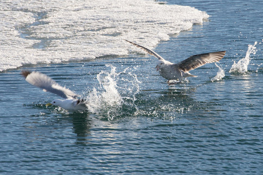 Black-headed gull (Chroicocephalus ridibundus) in flight. Flying towards camera. Nature and wild bird image.