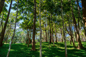 Green Trees