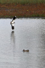 northern lapwing