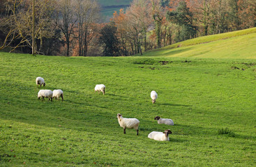 ovejas en el campo país vasco 4M0A1409-f17