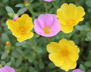 Beautiful pink and yellow portulaca oleracea flower for background. Colorful variety flower also known as common purslane, verdolaga, little hogweed, red root, or pursley.