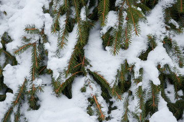 winter fairy snowy forest. trees in white robes.