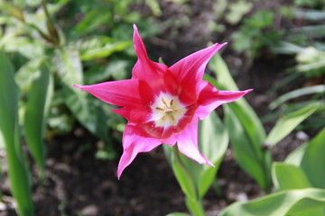 tulpe in sternform