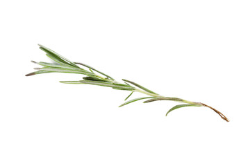 rosemary isolated on white