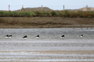 oystercatcher