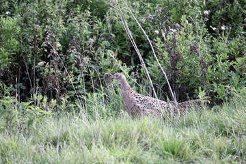 pheasant