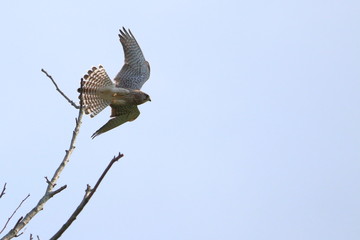 common kestrel