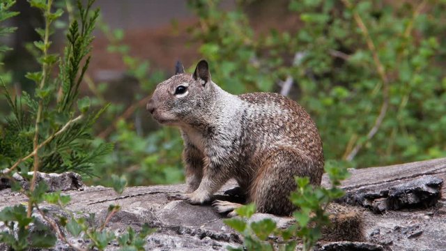 close up of a california ground squirrel sitting on a log and yawning
