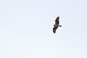 osprey
