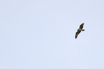 osprey