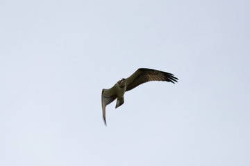osprey