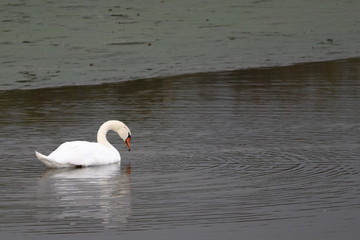 mute swan