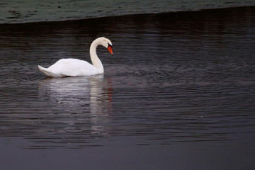 mute swan