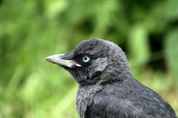 jackdaw