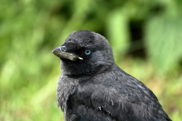 jackdaw