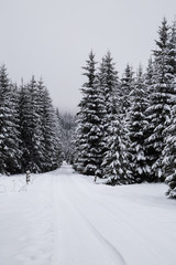 Fototapeta premium Winter wonderland