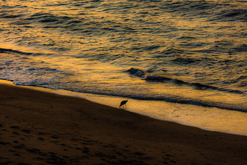 L'OISEAU DU COUCHER DE SOLEIL