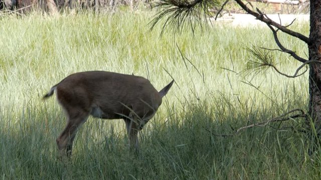 a female mule deer (Odocoileus hemionus) feeding in a meadow at yosemite valley, usa