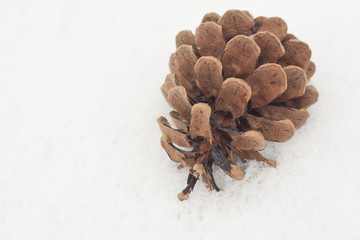 Pine cone in the snow in December in winter.