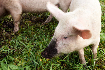 Pink pig. Dirty nose. Green grass