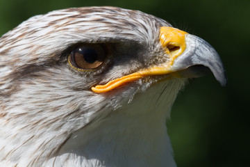 weiß grauer Greifvogel Kopf im Portrait und schönen Bokeh als Nahaufnahme