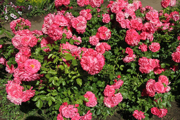 Rose flowers, pink. A carpet of roses on a background of bright greenery. A flowering rose in the summer garden.