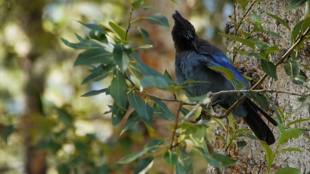 a blue steller's jay (Cyanocitta stelleri)  in yosemite national park preens its feathers
