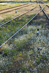 Railway tracks in the spring when blooms.