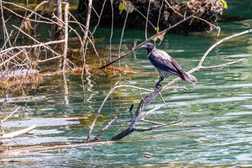 Fototapeta premium Bird on branch