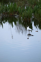 black headed gull