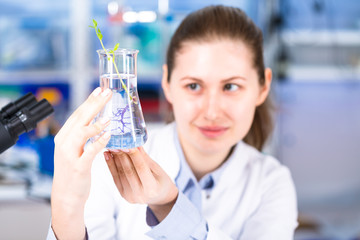 technician in the laboratory of plant genetics investigates the sprout of soybean