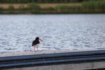 oystercatcher