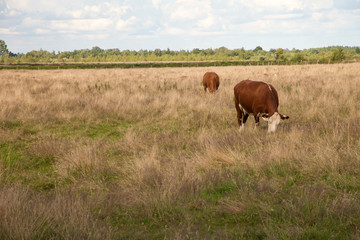 cows on a meadow