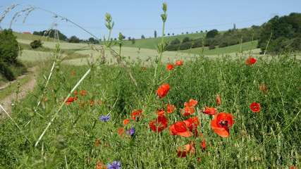 Green Poppies field