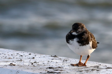ruddy turnstone
