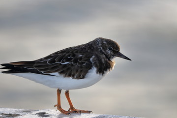 ruddy turnstone