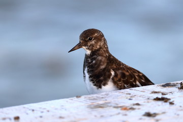 ruddy turnstone
