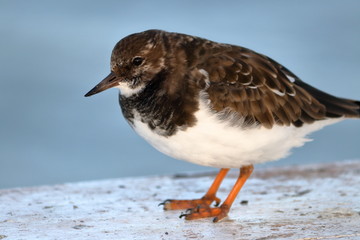 ruddy turnstone