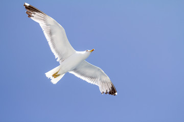 Seagull flying on blue sky