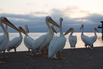 Group of Pelicans at sunset