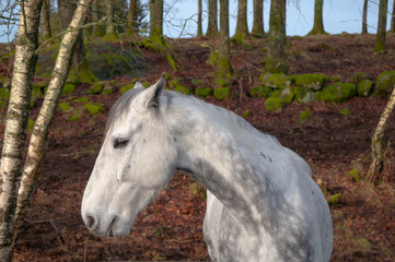 Skimmer Horse Profile