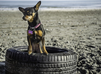 Daisy in posa su una gomma d'auto trovata in spiaggia