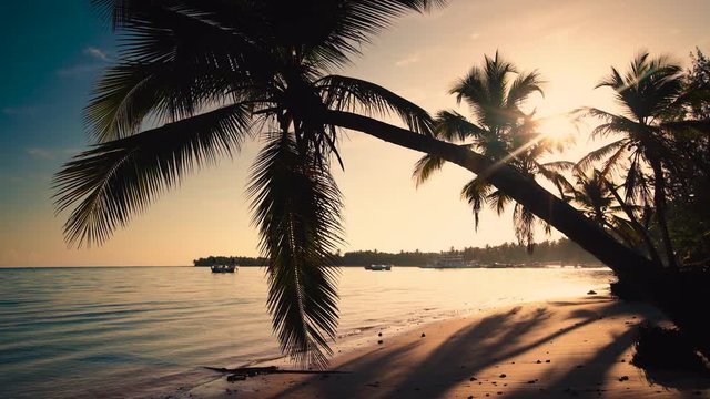Sunrise at tropical island beach and palm tree silhouettes. Punta Cana, Dominican Republic 