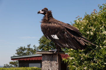 großer brauner sitzender Geier in der Flogshow als Nahaufnahme