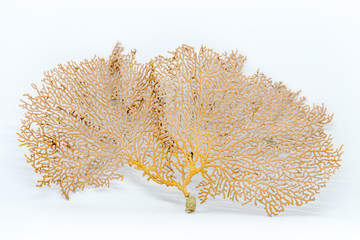 Alcyonacea (Seafan) is an order of sessile colonial cnidarians on white background for education in laboratories.