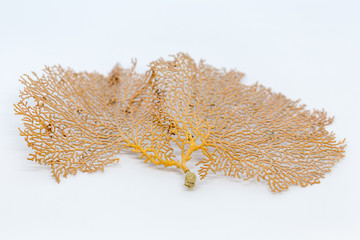 Alcyonacea (Seafan) is an order of sessile colonial cnidarians on white background for education in laboratories.