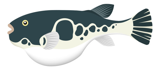 フグ 河豚 トラフグ 白背景 © AQ-taro Images