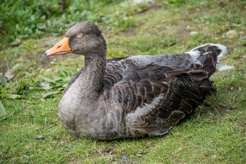 Goose