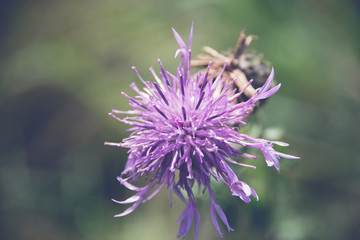 Purple Flower